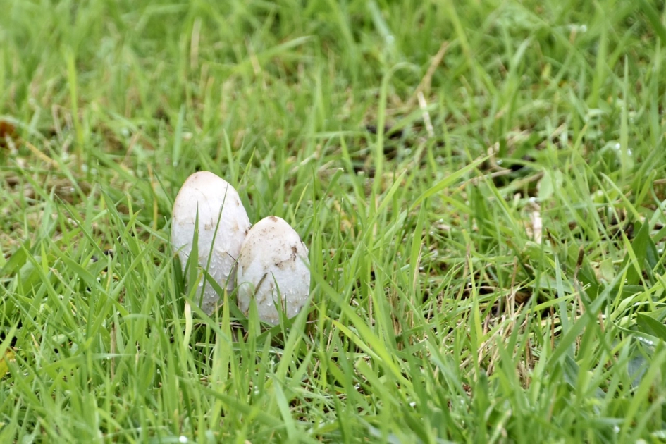 Geschubde inktzwammen - Schimmels - 