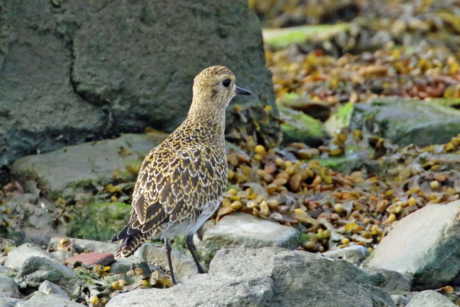 Goudplevier - Vogels - 