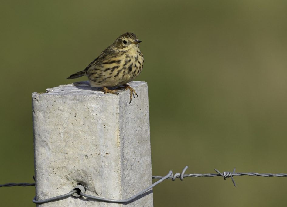 Graspieper - Vogels - Graspieper