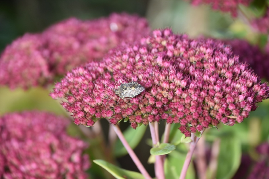 Grauwe schildwants - Geleedpotigen - 