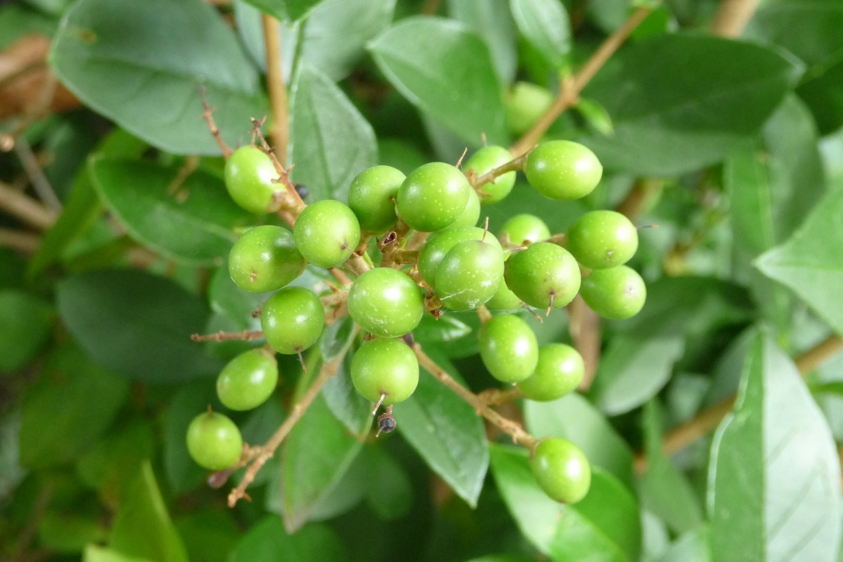 Groene besjes - Planten - 