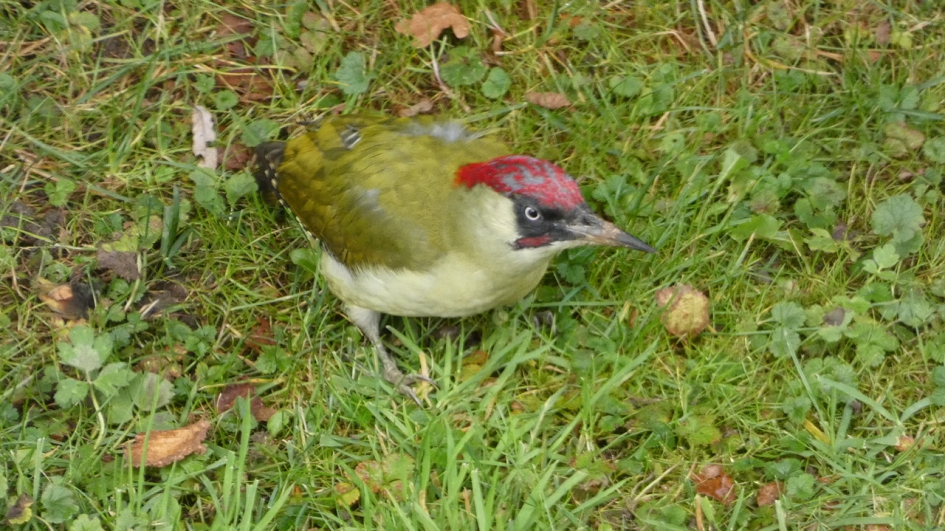 Groene specht - Vogels - Groene specht