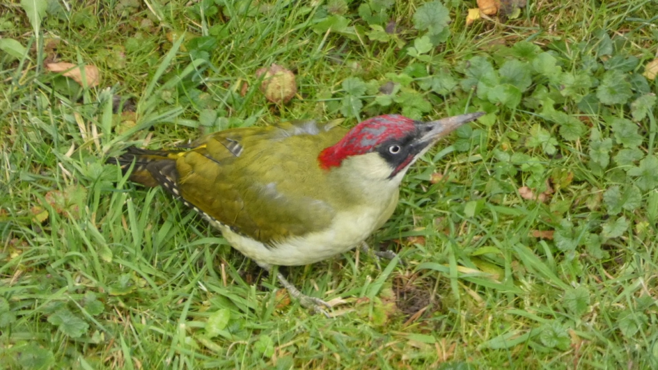Groene specht - Vogels - Groene specht