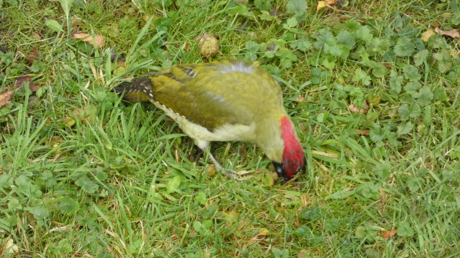 Groene specht op zoek naar lekkers - Vogels - Groene specht