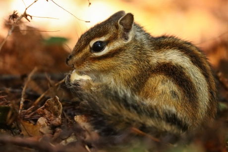 Grondeekhoorn aan de maaltijd