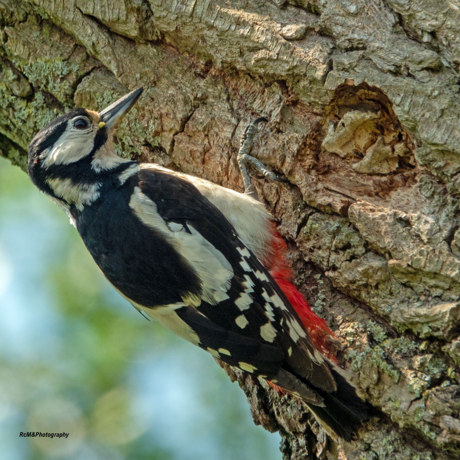 Grote bonte specht. - Vogels - Grote bonte specht.