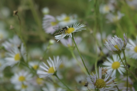 Grote langlijf op Zomerfijnstraal