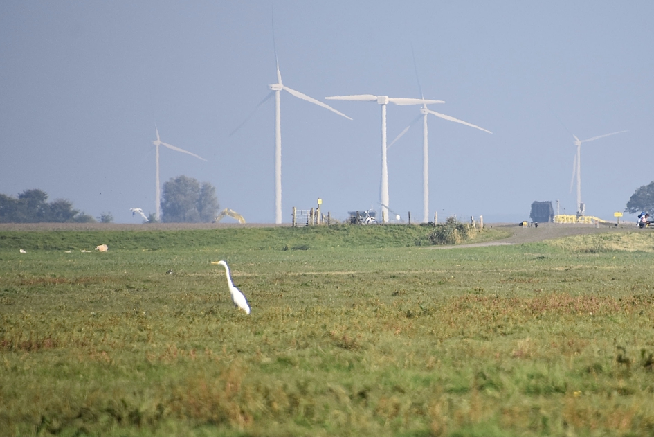 Grote zilverreiger - Vogels - 