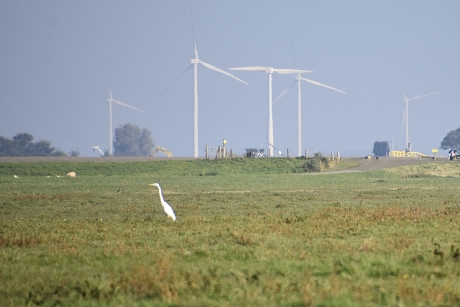 Grote zilverreiger