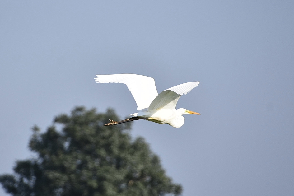 Grote zilverreiger - Vogels - 