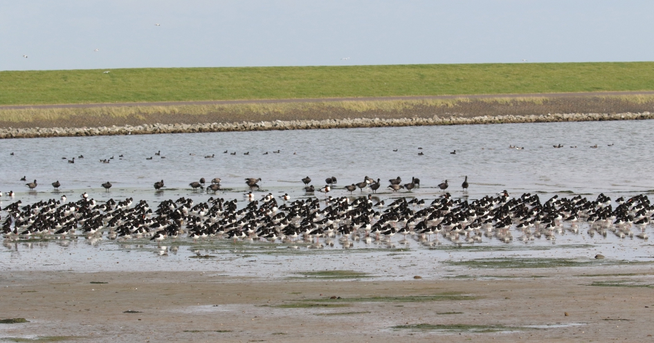 Heel veel scholeksters + - Vogels - 