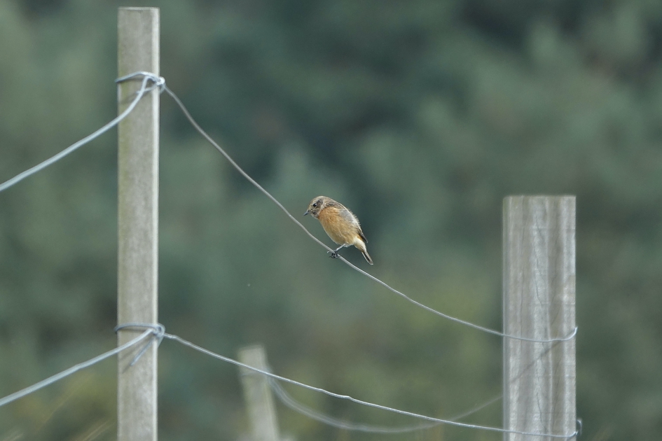 Heidebewoner - Vogels - Roodborsttapuit