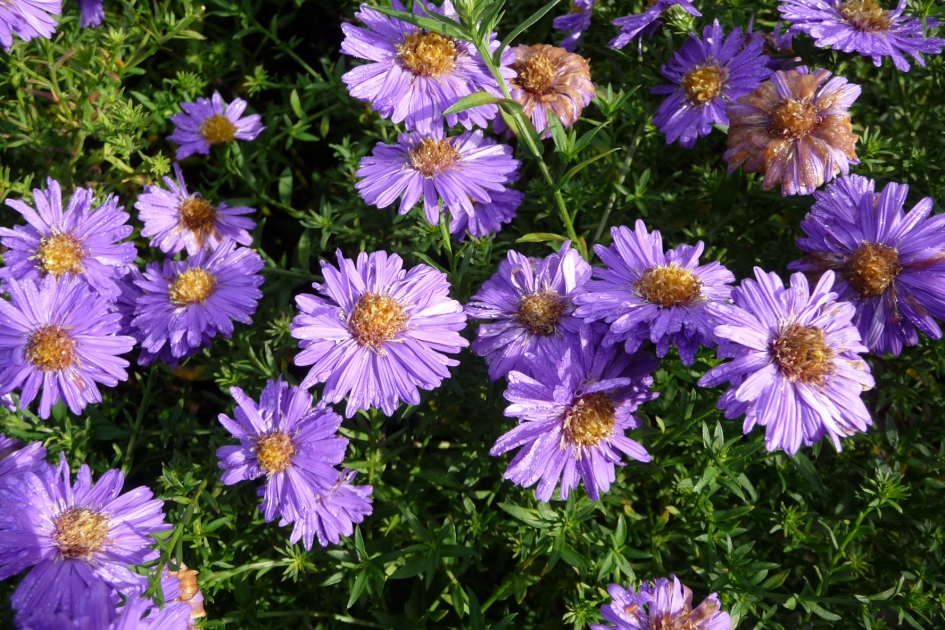 Herfstasters - Planten - 