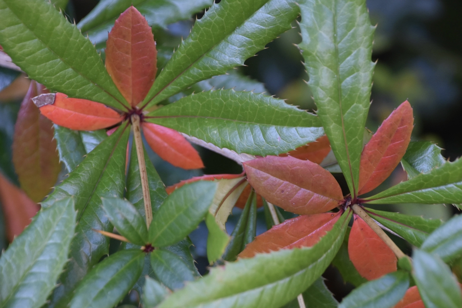 Herfstblaadjes - Planten - 