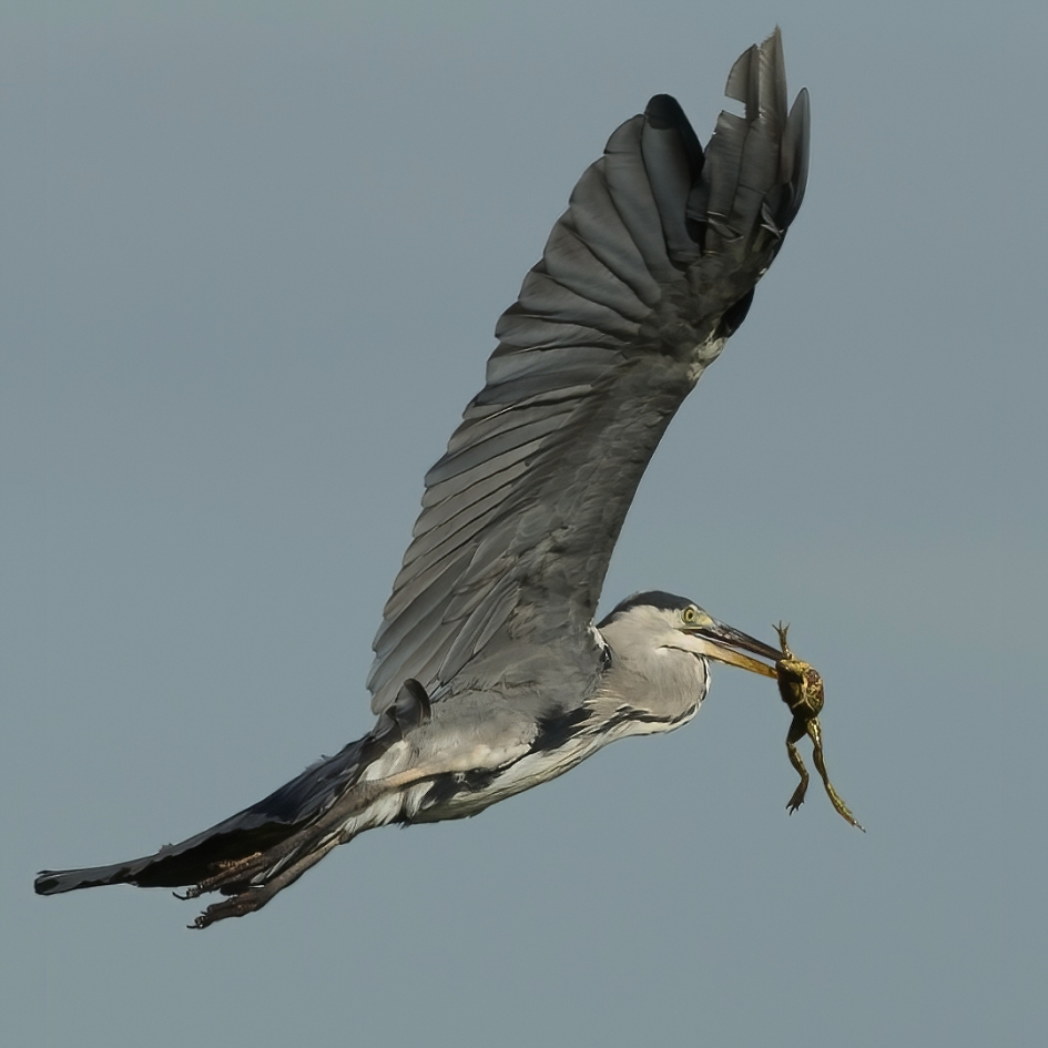 Hulpeloos handje ... - Vogels - Blauwe Reiger