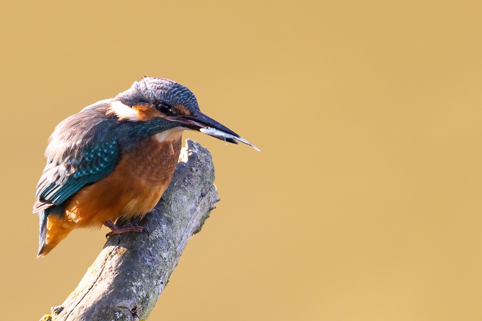 ijsvogel - Vogels - ijsvogel