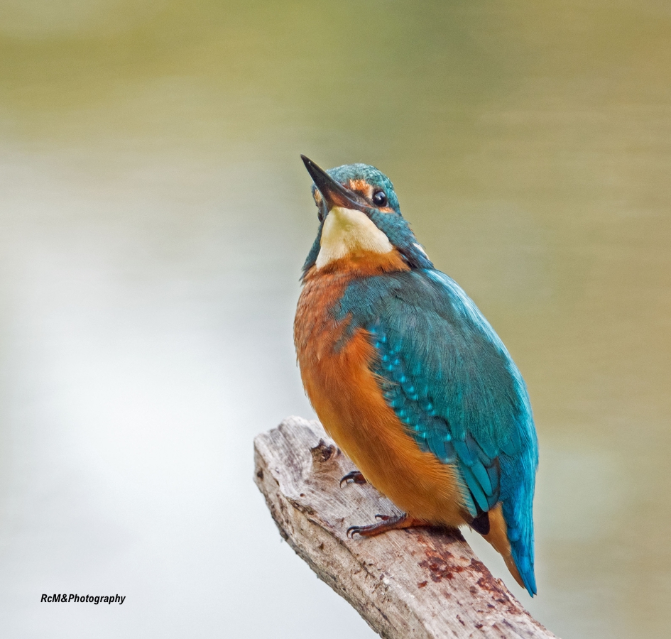 IJsvogel ( 23-09-2020 ) - Vogels - IJsvogel.