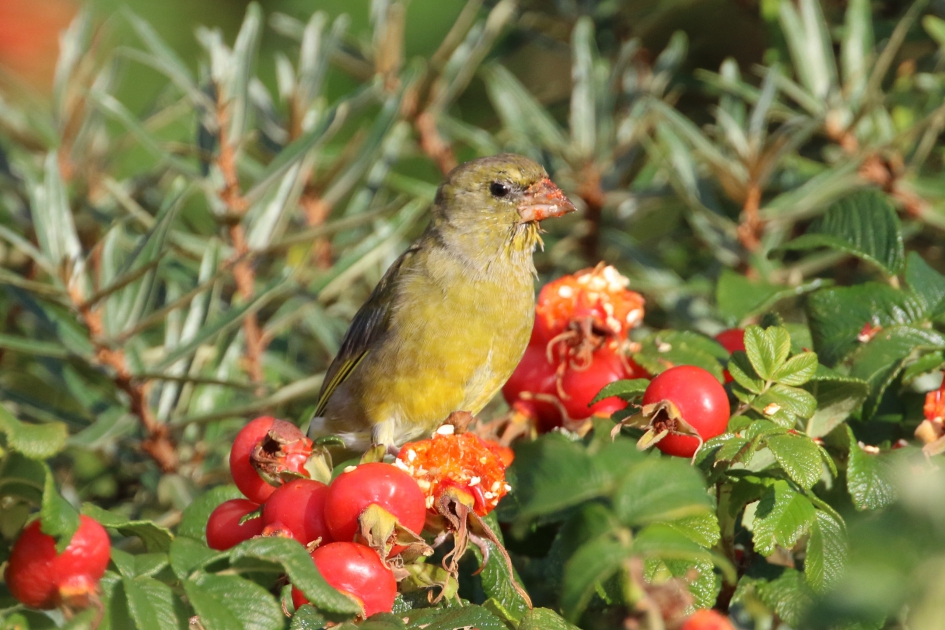 Jam, jam ! - Vogels - Groenling