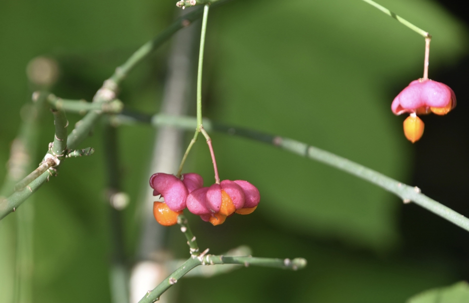 Kardinaalsmuts - Planten - 