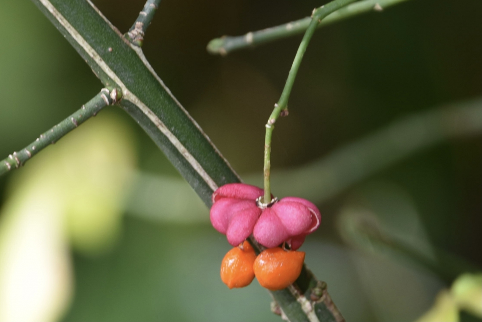 Kardinaalsmuts - Planten - 