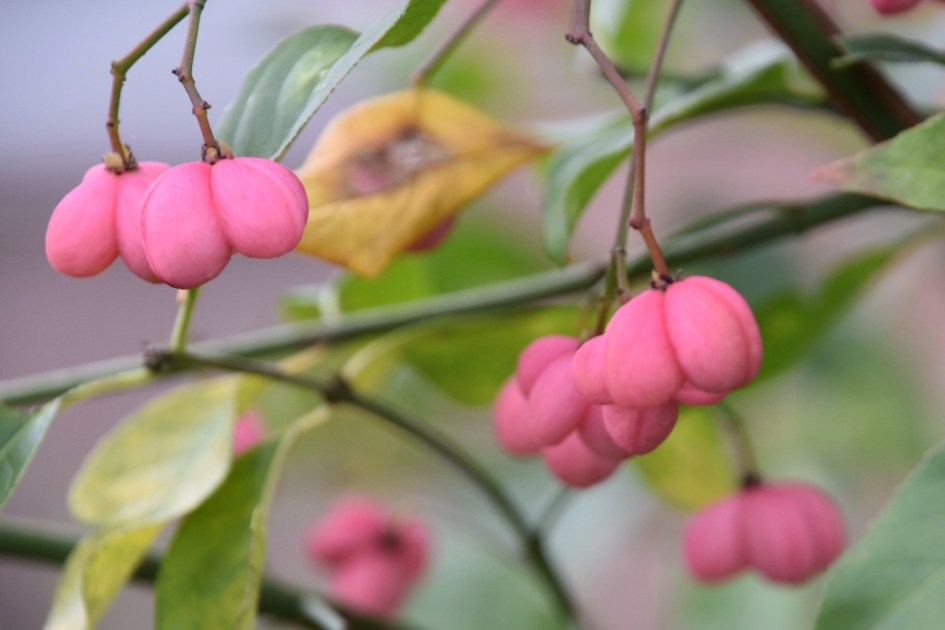 Kardinaalsmuts - Planten - 