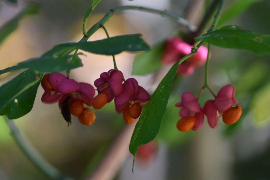 Kardinaalsmuts - Planten - 