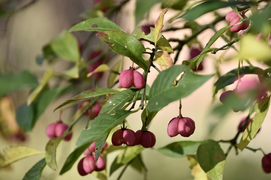 Kardinaalsmuts - Planten - 