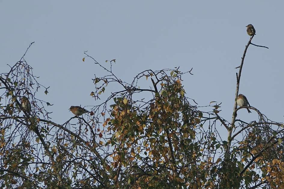 Kepen op trek - Vogels - Keep