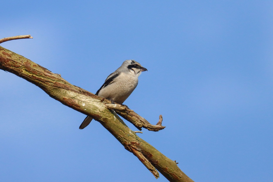 Klapekster - Vogels - Klapekster