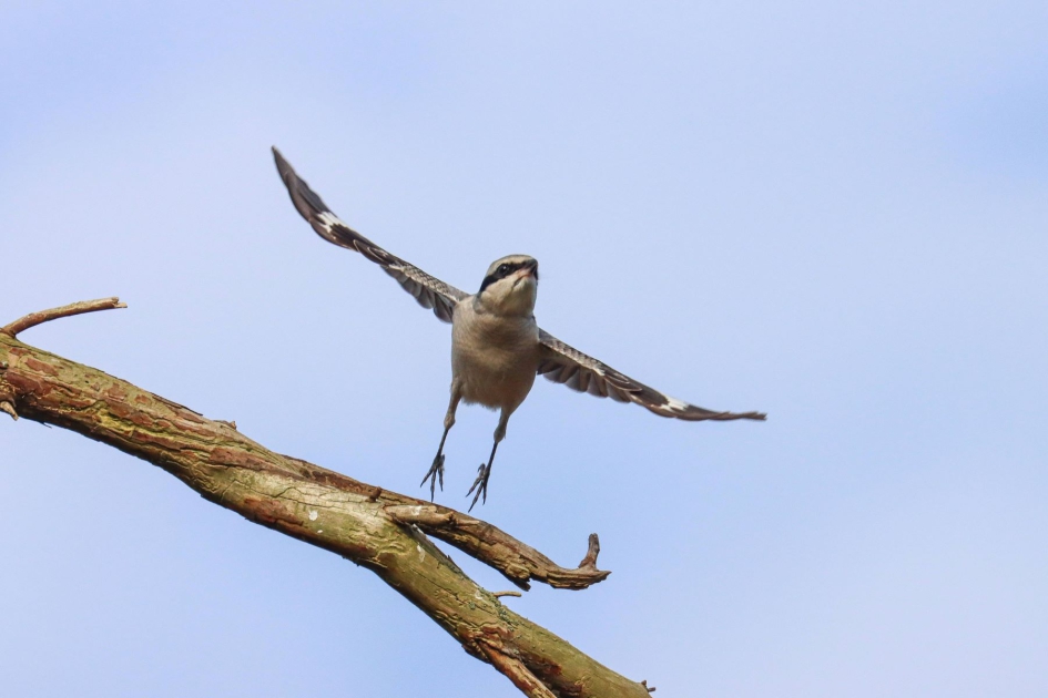 Klapekster stijgt op - Vogels - Klapekster