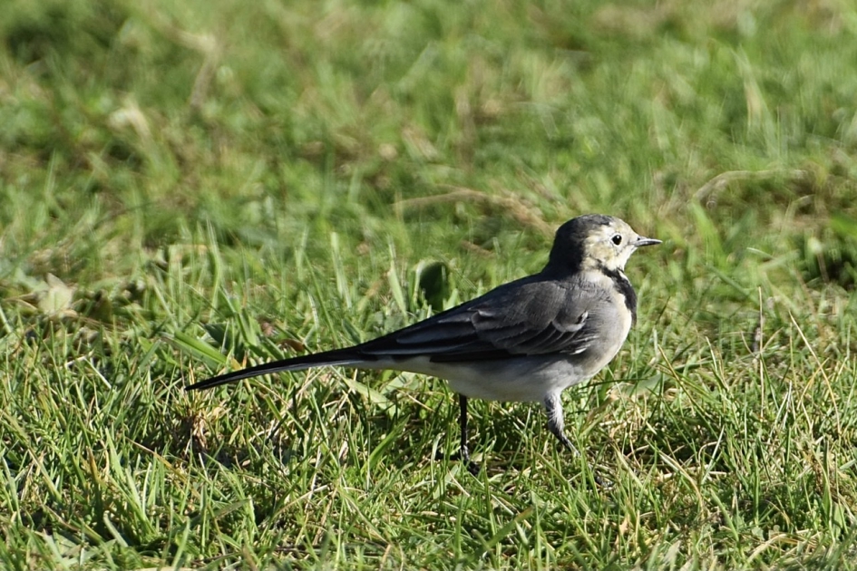 Kwikstaartje - Vogels - 