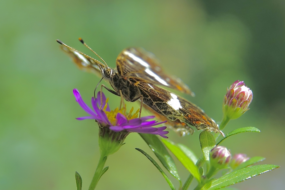 Landkaartje - Geleedpotigen - Landkaartje