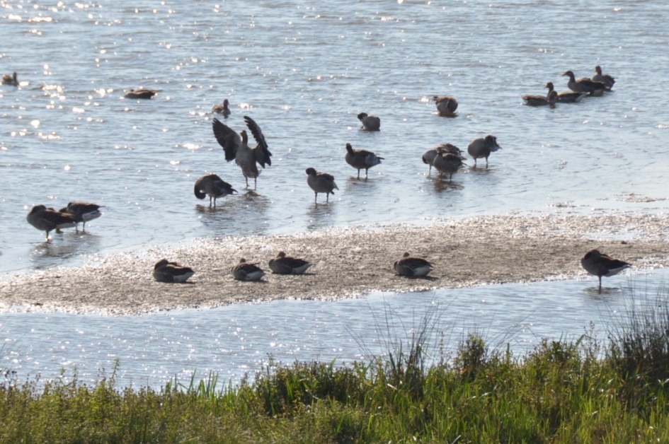 Langs de Lek - Vogels - 