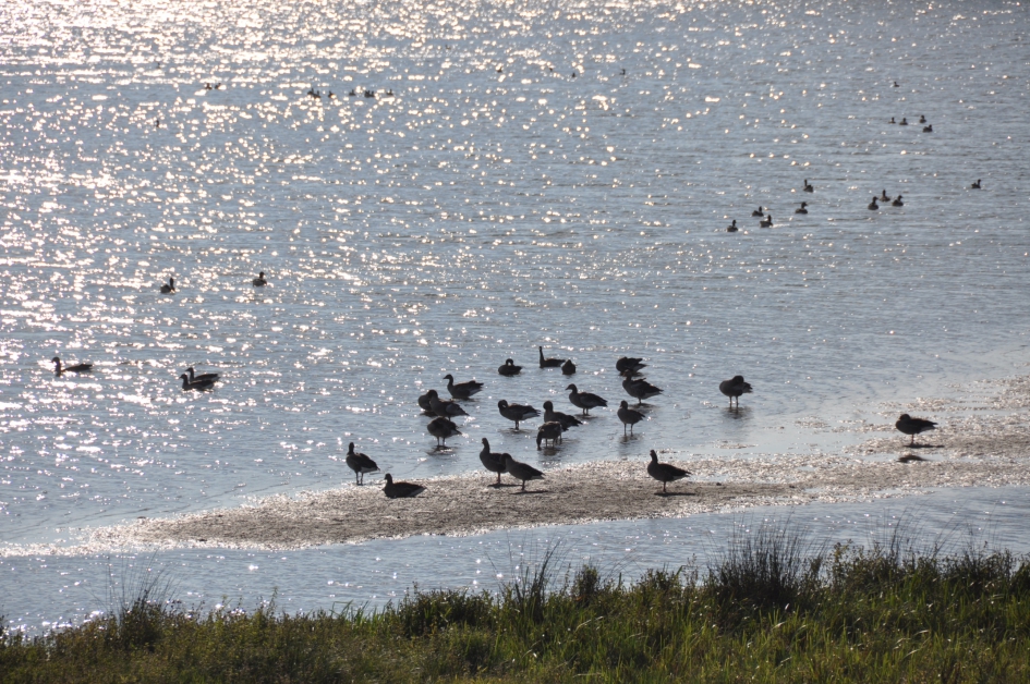 Langs de Lek - Vogels - 