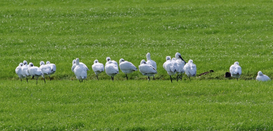 Lepelaars - Vogels - 