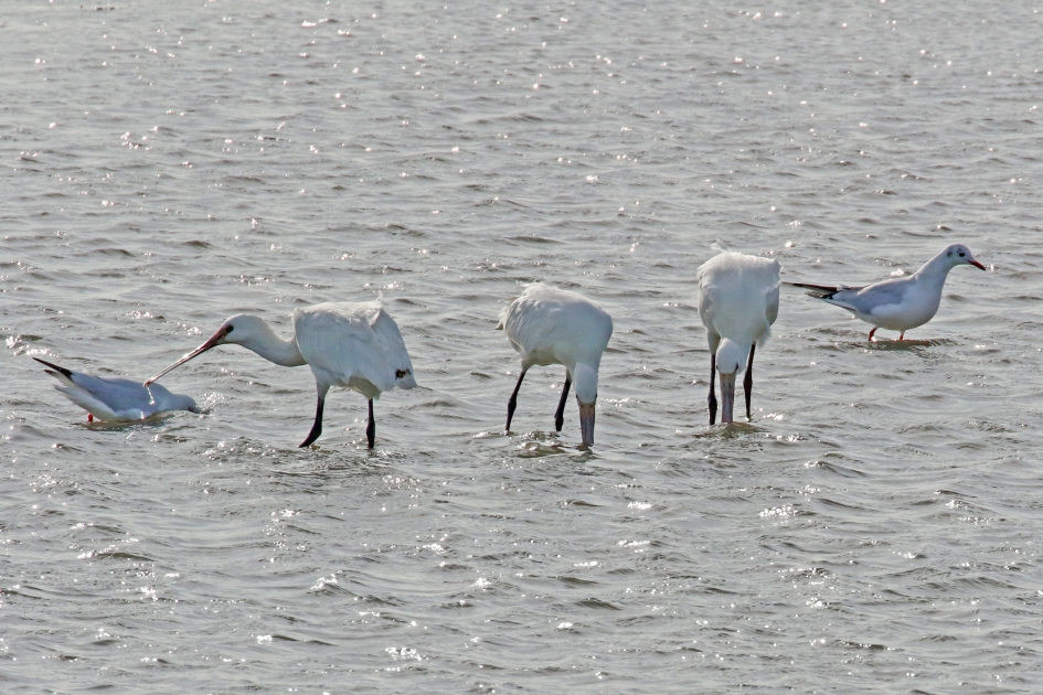 Lepelaars .. - Vogels - 