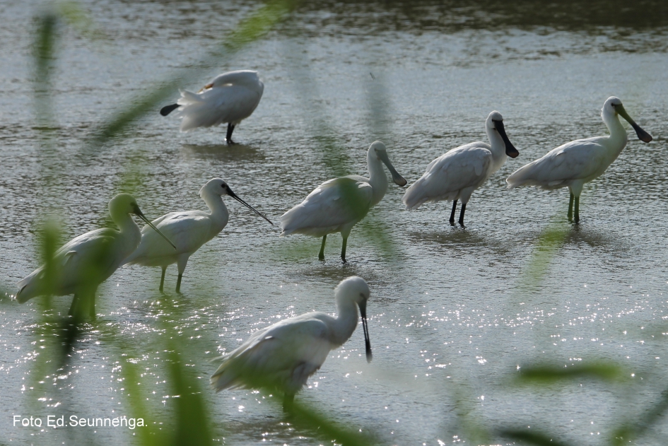 Lepelaars in de Oostvaardersplassen. - Vogels - Lepelaar.