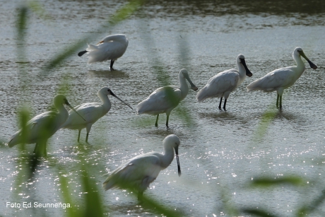 Lepelaars in de Oostvaardersplassen.