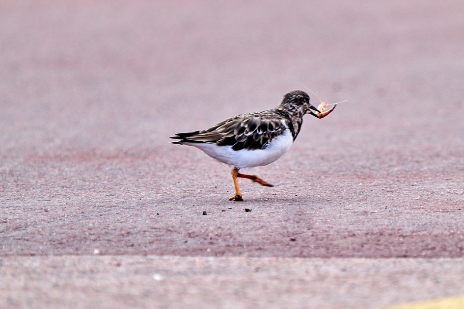 maken dat je wegkomt met die heerlijke hap - Vogels - Steenloper