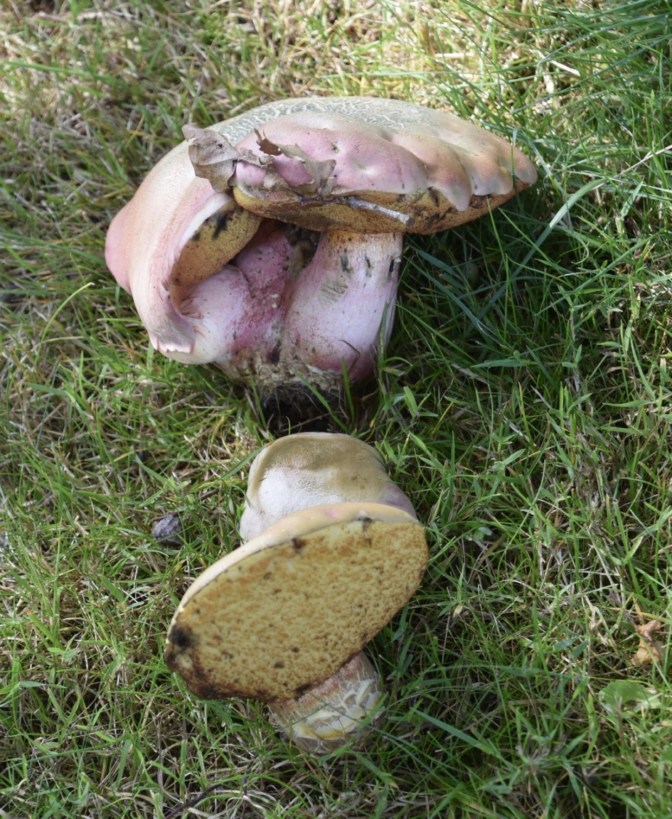 Meerdere smaken - Schimmels - 