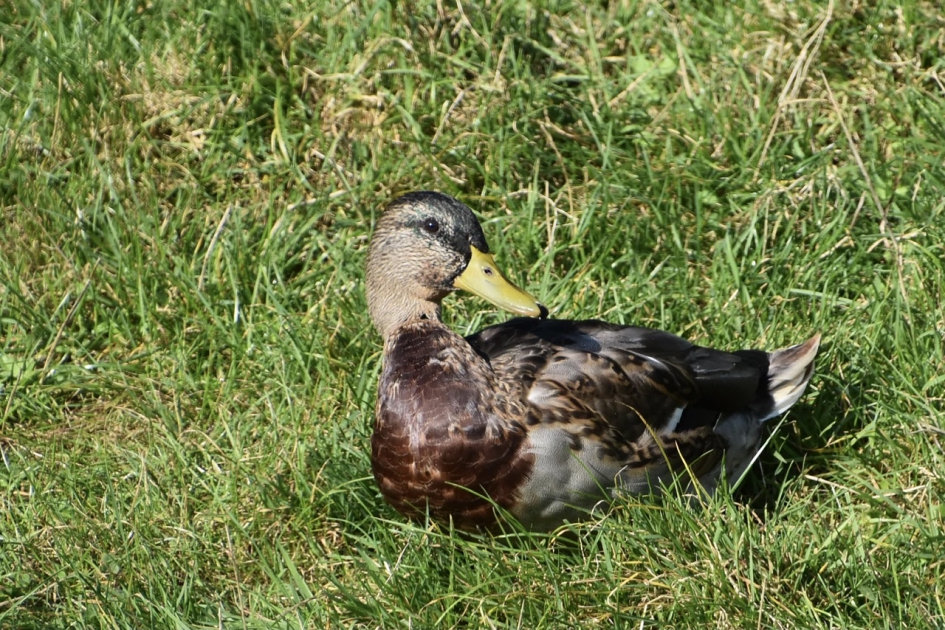 Mevr eend - Vogels - 