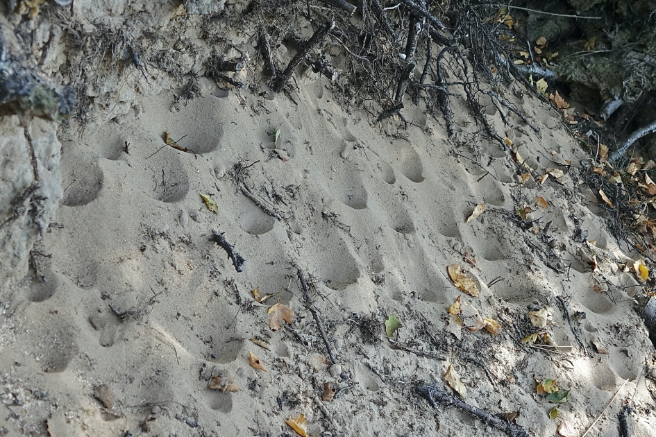 Mierenleeuw kolonie - Geleedpotigen - Mierenleeuw