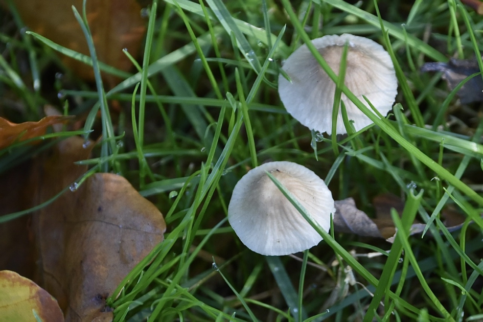 Mini paddenstoeltjes - Schimmels - 