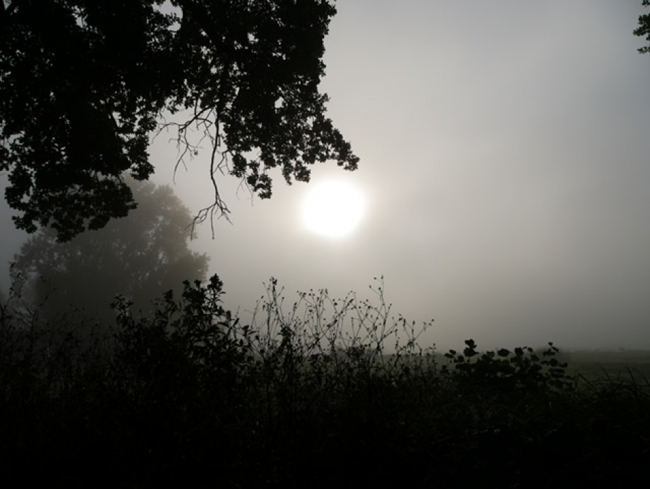 Mist - Weer en landschap - 