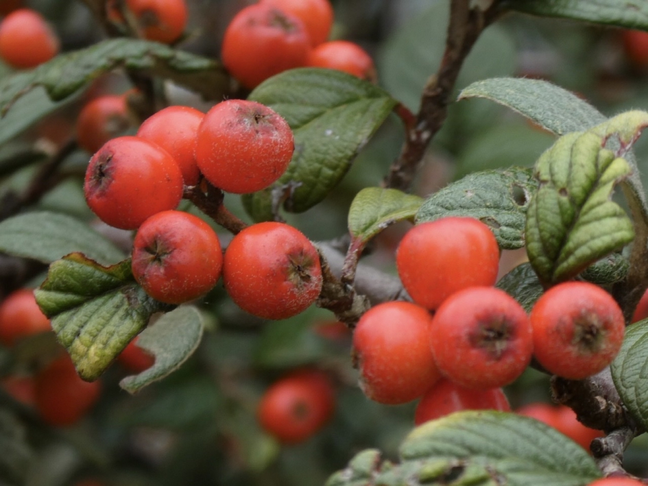 Cotoneaster - Planten - 
