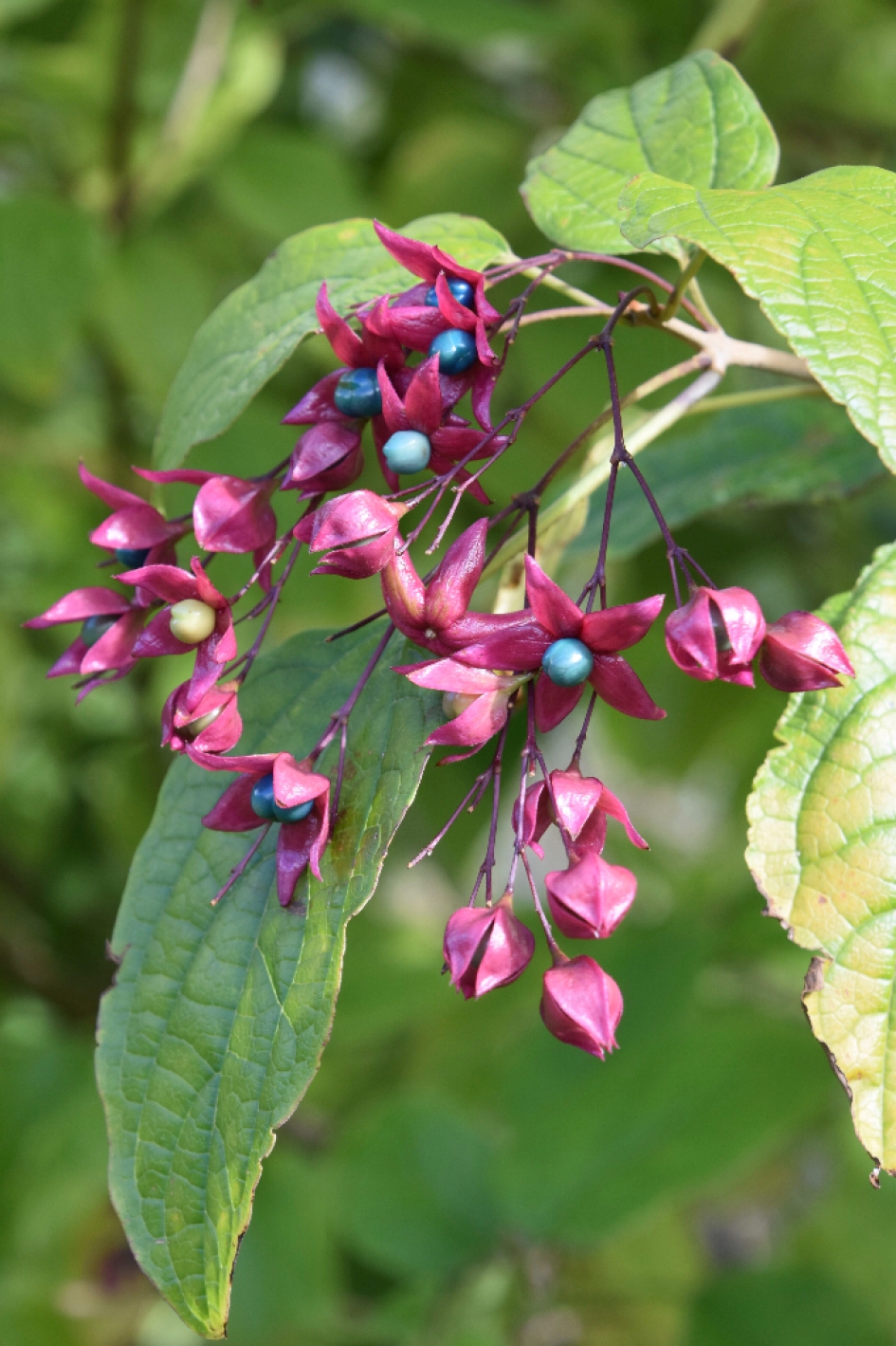 Kansenboom - Planten - 