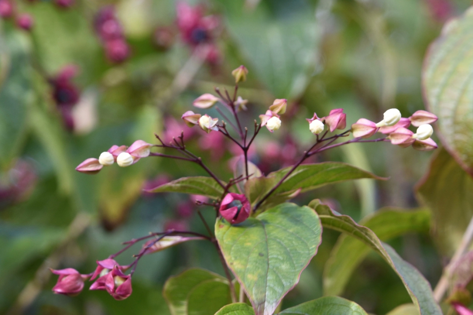 Kansen- of pindakaasboom - Planten - 