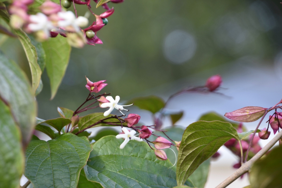 Ook wel pindakaasboom genoemd - Planten - 