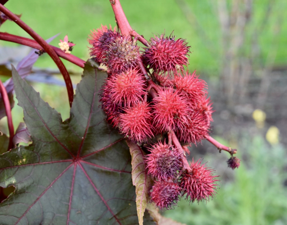 Wonderboom - Planten - 