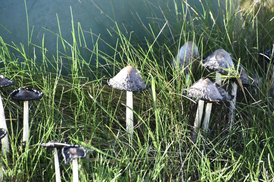 Inktzwammen - Schimmels - 